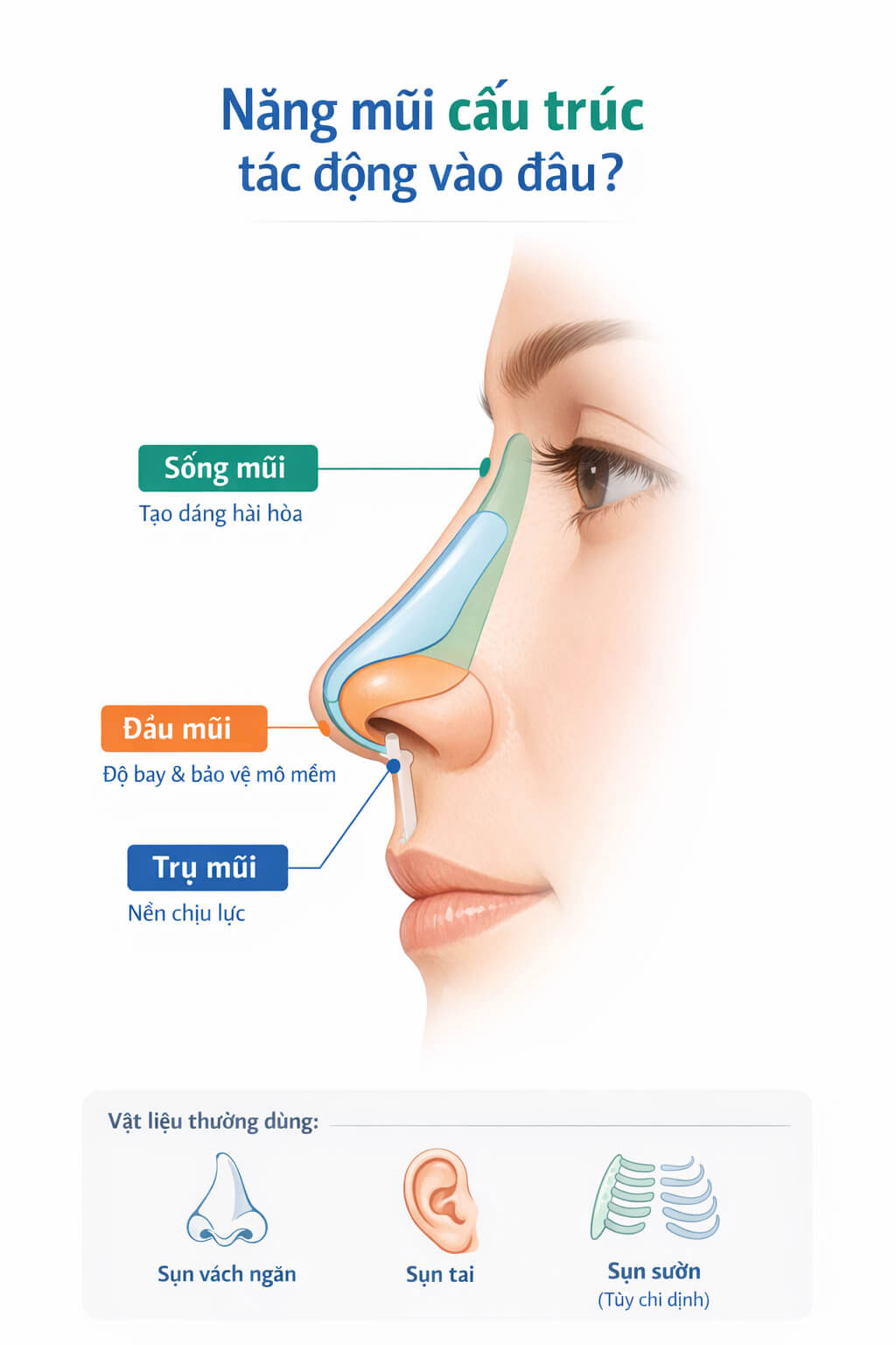 Infographic cấu trúc mũi trong nâng mũi cấu trúc gồm trụ mũi, đầu mũi và sống mũi